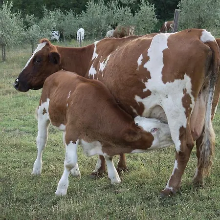 Agriturismo Massoserpente *