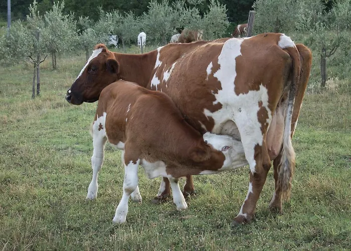 Agriturismo Massoserpente *
